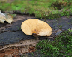 Crepidotus mollis