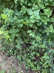 Clerodendrum trichotomum