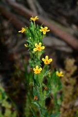 Zaluzianskya divaricata