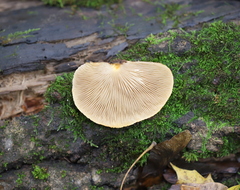 Crepidotus mollis