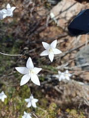 Cyanella