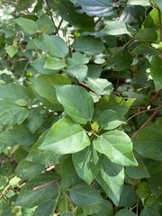 Mallotus repandus