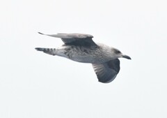 Larus fuscus