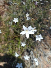 Cyanella