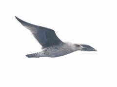 Larus fuscus