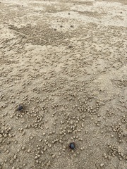 Mictyris longicarpus