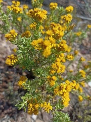 Oedera genistifolia