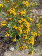 Oedera genistifolia