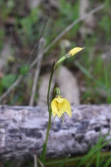 Diuris chryseopsis