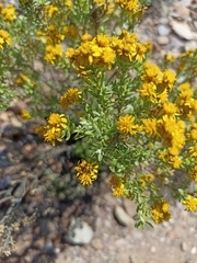 Oedera genistifolia