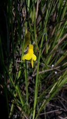 Utricularia prehensilis