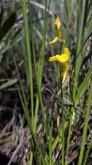 Utricularia prehensilis