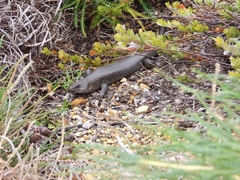 Egernia kingii