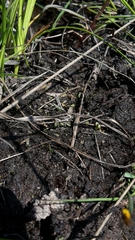 Utricularia prehensilis