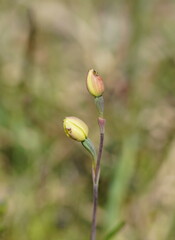 Thelymitra flexuosa