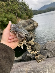 Myoxocephalus polyacanthocephalus