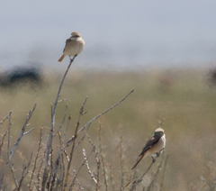 Lanius isabellinus