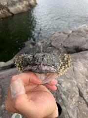 Myoxocephalus polyacanthocephalus