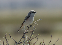 Lanius isabellinus