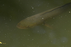 Channa striata