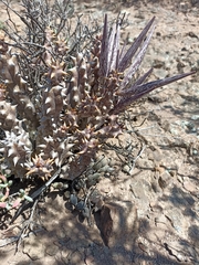 Quaqua mammillaris