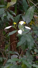 Mussaenda formosanum