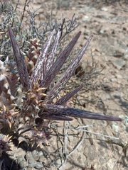 Quaqua mammillaris