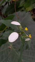 Mussaenda formosanum