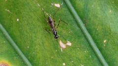 Rainieria