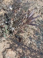 Quaqua mammillaris