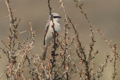 Lanius isabellinus