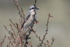 Lanius isabellinus