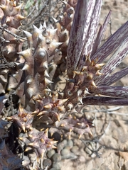 Quaqua mammillaris