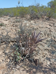 Quaqua mammillaris