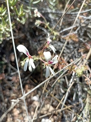 Pelargonium laevigatum