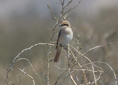 Lanius isabellinus