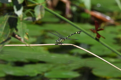 Ictinogomphus rapax