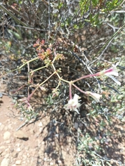 Pelargonium laevigatum