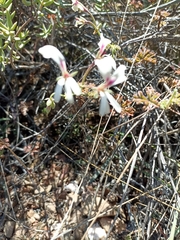 Pelargonium laevigatum