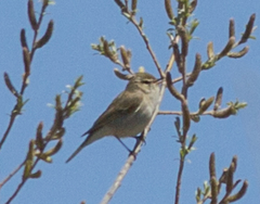 Phylloscopus humei
