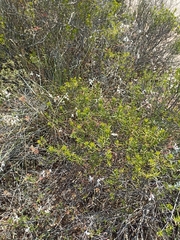Pelargonium laevigatum