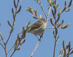Phylloscopus humei