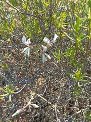 Pelargonium laevigatum