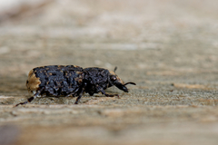 Platyrhinus resinosus