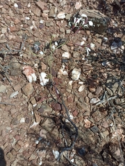 Pelargonium laevigatum