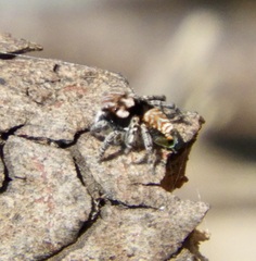 Maratus plumosus