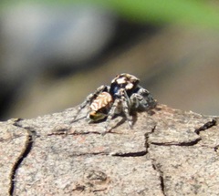 Maratus plumosus