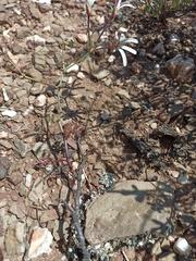 Pelargonium laevigatum