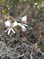 Pelargonium laevigatum