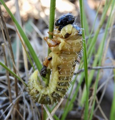 Perga affinis